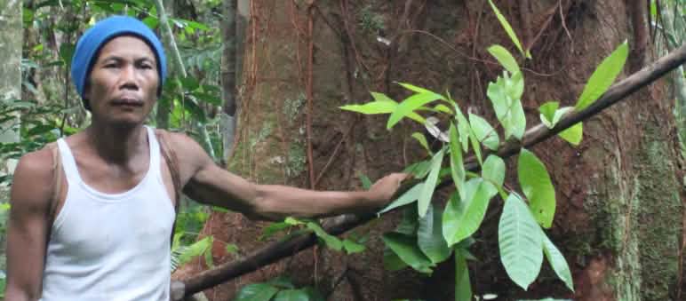 Selamatkan hutan Kinipan, selamatkan hutan pegunungan Borneo! Masyarakat Kinipan Laman