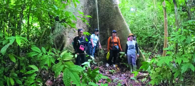 Pohon-pohon raksasa bertumbuhan di hutan desa Tongka 4 perempuan di depan pohon raksasa