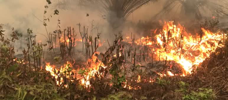 Kebakaran hutan dan lahan di Indonesia: bencana yang disebabkan oleh perusahaan Karhutla di desa Puding, Kabupaten Muaro Jambi, 21 September 2019