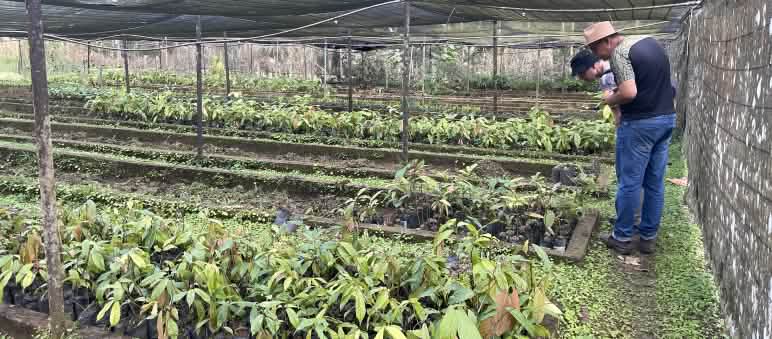 Dua orang di dalam sebuah rumah budidaya tanaman sedang mengamati bibit kakao yang disemai dalam kantong plastik yang diletakkan di tanah