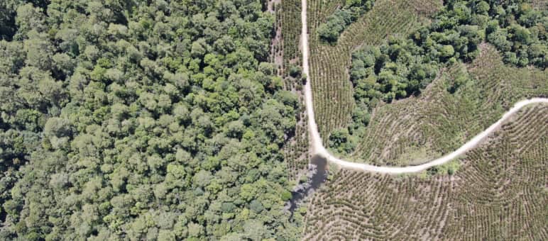 Foto drone hutan rimba gundul