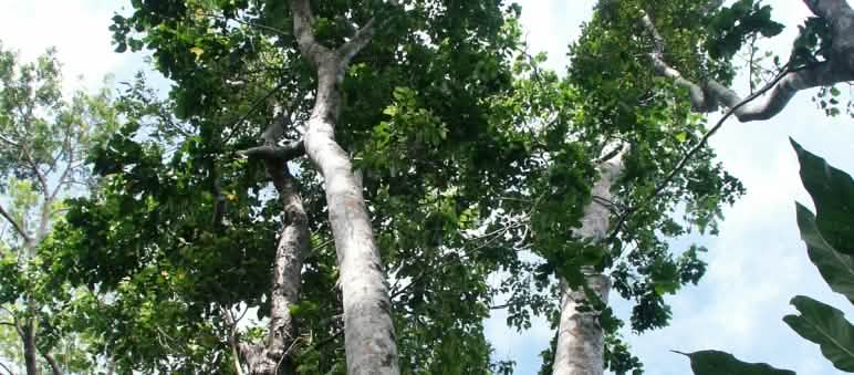 Pohon merbau