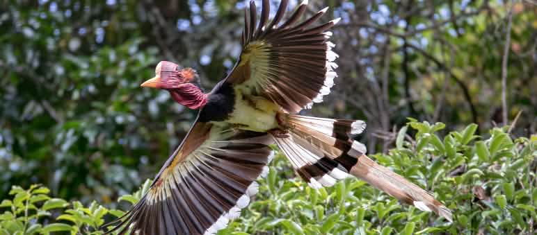 Burung rangkong gading sedang terbang