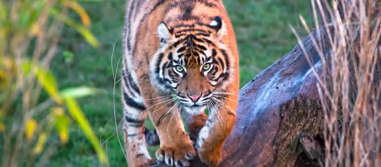 Seekor harimau Sumatra. Satu dari 400 hingga 600 ekor yang tersisa. Harimau Sumatera
