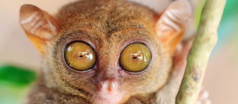 Tarsius
