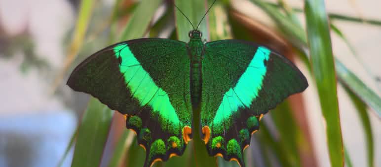 Kupu-kupu ekor layang-layang