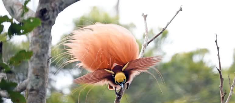Cenderawasih raggiana