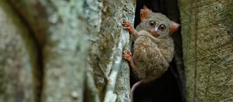 Tarsius