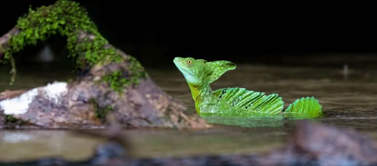 Kadal basilisk