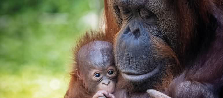 Anak dan ibu orang utan