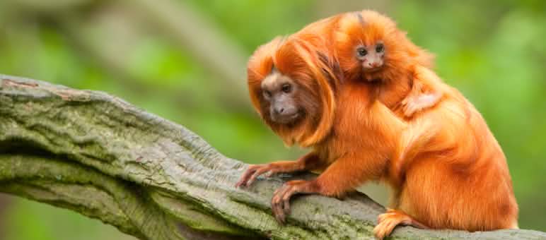 Tamarin singa emas