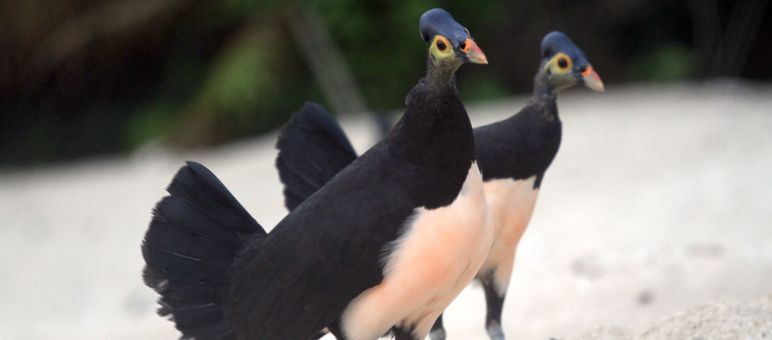 burung Maleo Senkawor / Maleo