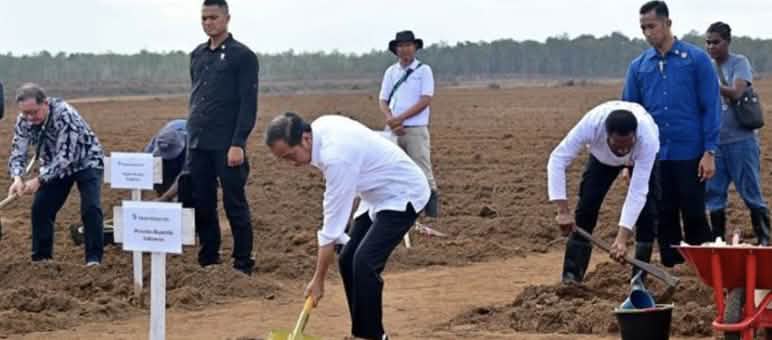 Pada Juli 2024 mantan Presiden Jokowi menanam tebu pertama Beberapa pria dengan sekop di ladang gundul