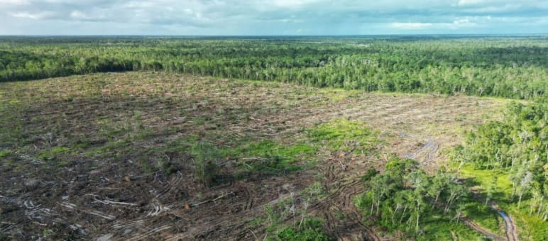 Lahan yang sudah gundul, di belakangnya hutan