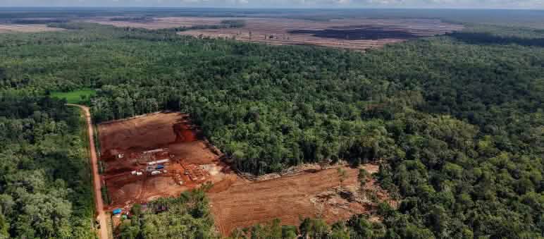 foto drone pembukaan hutan di Merauke, Papua Selatan