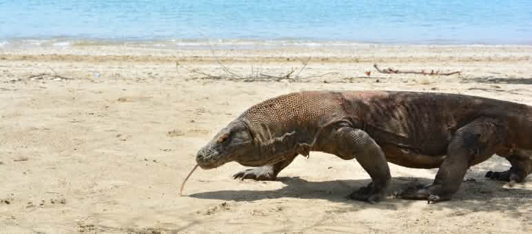 Yang terakhir dari jenisnya – hewan komodo Biawak Komodo jalan di pantai pasir