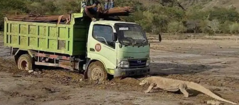 Truk dan komodo
