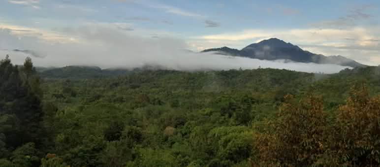 Pandangan diatas hutan hujan ke arah pergunungan