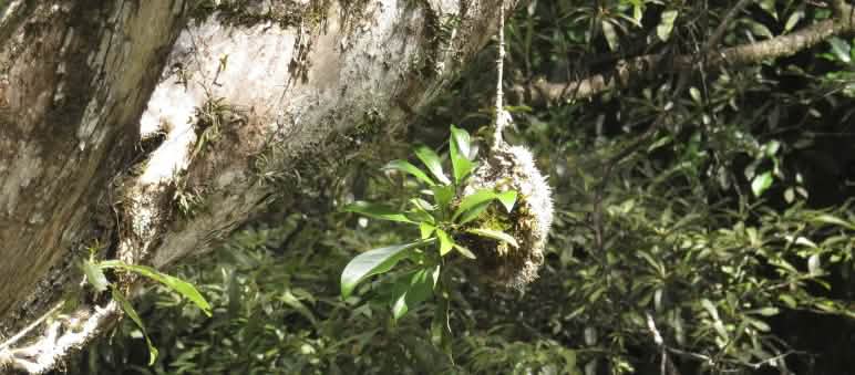 Tumbuhan sarang semut (myrmekophyten)