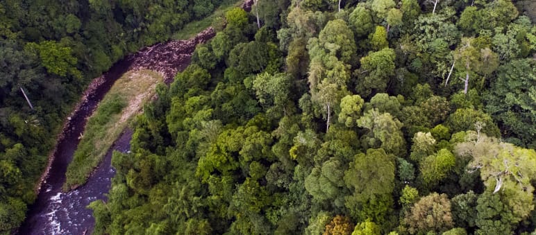 Sunggai di ekosistem Leuser dari atas
