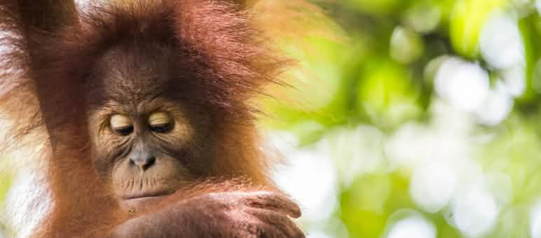 Terancam punah oleh industri sawit Orangutan