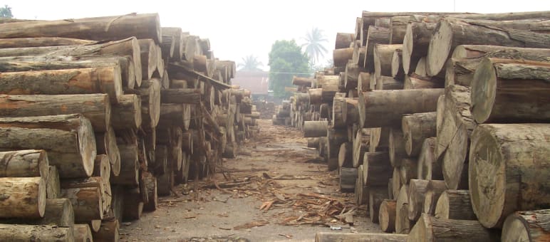 Kayu tropis ilegal dari Indonesia tidak kembali ke pasar dunia Kayu tropis ilegal di KEL