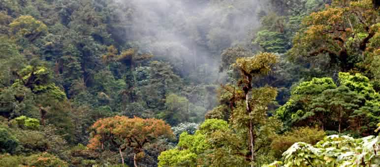 Masih ada hutan yang kaya akan spesiesnya di Ekuador Hutan pegunungan di Los Cedros, Ekuador