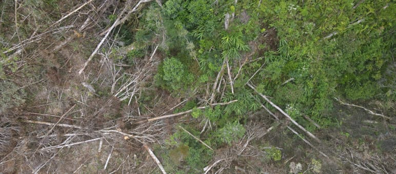 Deforestasi di Luwu Timur untuk pertambangan Nikel oleh PT Vale