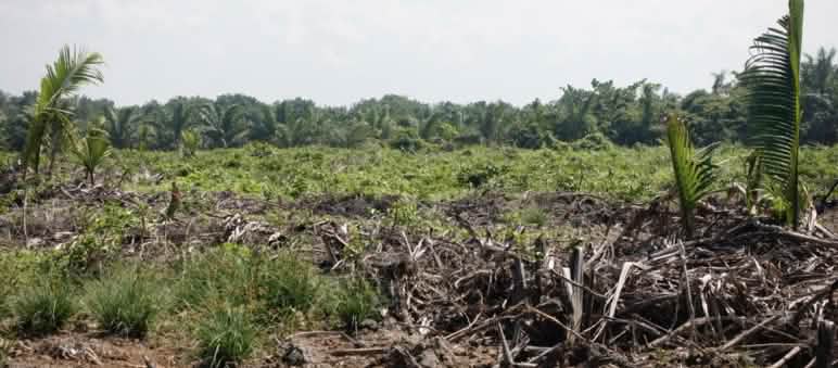 hutan bakau yang rusak
