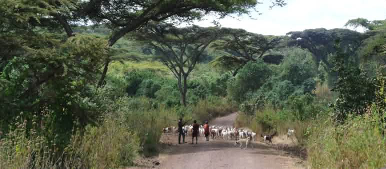 Maasai dengan sekawanan kambing dałam perjalanan melewati hutan.