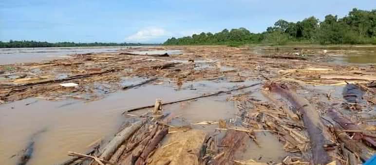 Kayu terapung menghambat sungai Baleh di Sarawak / Malaysia Penebangan menghambat sungai dengan batang-batang pohon