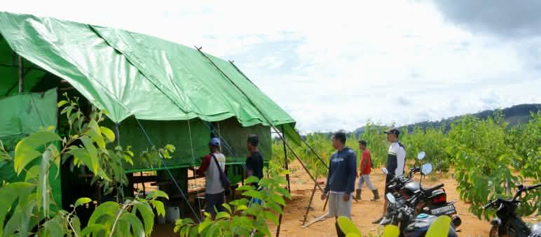 Barak pekerja kebun ilegal