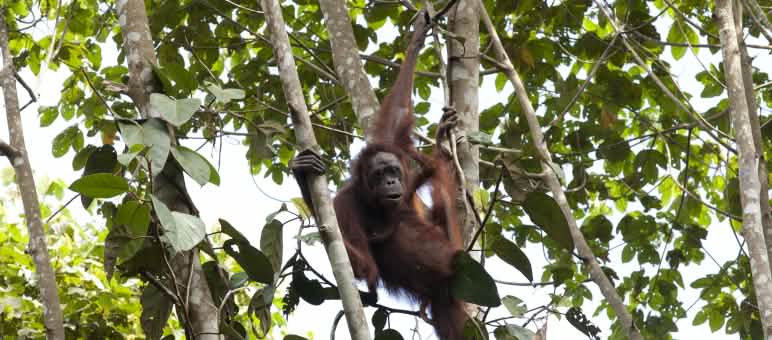 Orang utan di pohon