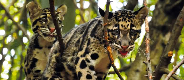 Macan dahan Sunda di atas pohon