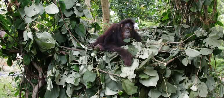 Orang utan di sarang tidurnya dari daun-daunan yang terletak di cabang-cabang pohon