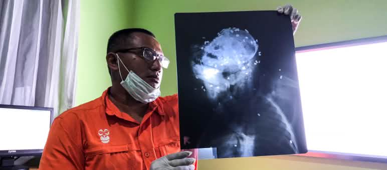 Orang utan mati diterjang 130 peluru senapan angin orang utan yang mati diterjang 130 peluru
