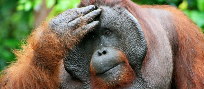 Orang utan jantan memegang kepalanya dan dengan pandangan kosong jauh ke depan