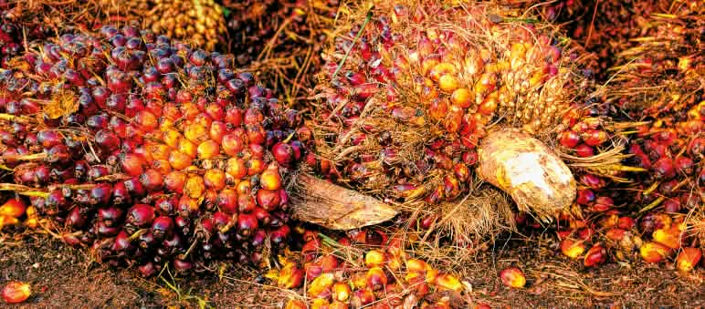 Dituduh: sertifikat berkelanjutan RSPO (Roundtable on Sustainable Palm Oil) adalah dusta Buah kelapa sawit