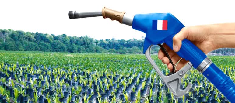 Untuk biofuel yang katanya ramah lingkungan, hutan hujan ditebang Perkebunan Sawit Biofuel Prancis