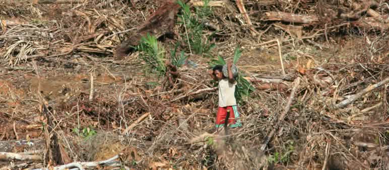 Hutan Sumatera, Kalimantan dan Papua tetap terjaga! Perampasan hutan di pengunungan Tambrauw, Papua Barat
