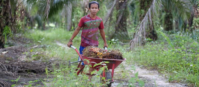 warga Penyang dan buah sawit