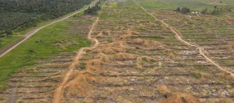 Pengundulan hutan oleh PT IKSJ, Sorong, Papua Barat