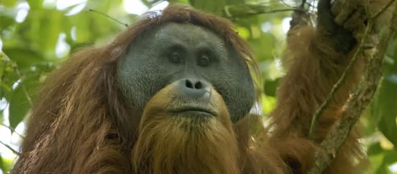 Seekor dari 800 ekor orangutan Tapanuli di hutan Batang Toru Orang Utan Tapanuli di pohon