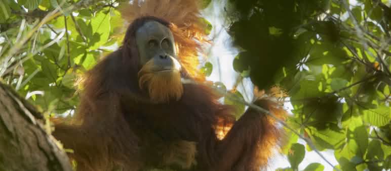 Hakim di Medan menjatuhkan palu tentang nasib Orangutan Tapanuli orangutan Tapanuli di pohon