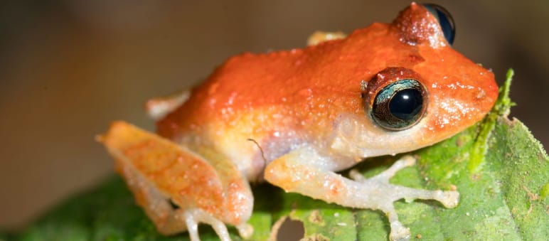 Seekor katak duduk diatas daun