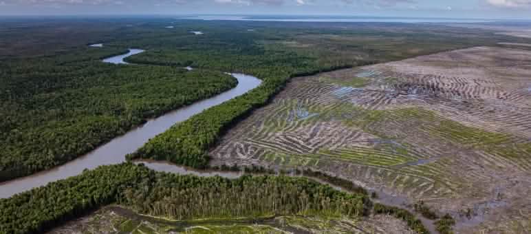 Hutan dibuka secara luas