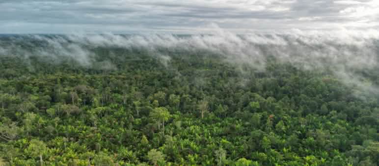 mendung dan kabut diatas rimba