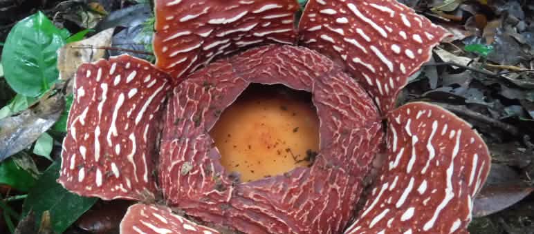 Rafflesia arnoldii