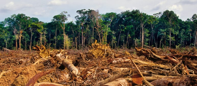 Ketika hutan dirusak, resiko akan epidemi baru akan naik pembukaan hutan hujan