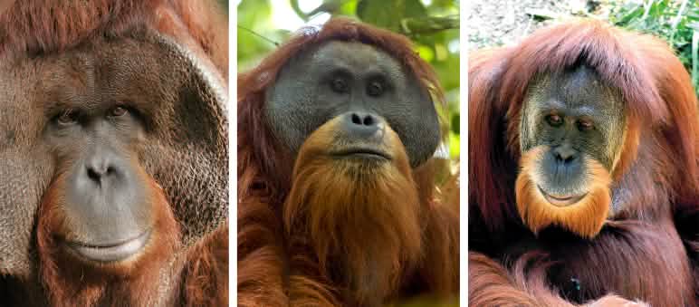 Montase orang utan